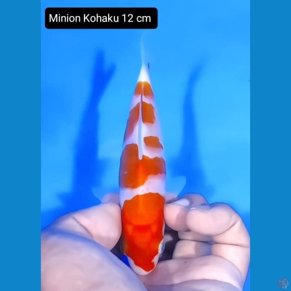 minion kohaku 12cm