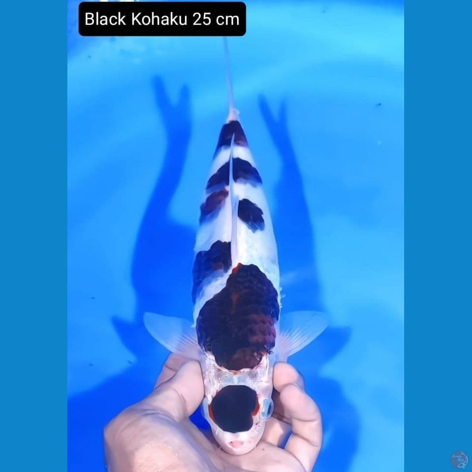 Black kohaku 25cm
