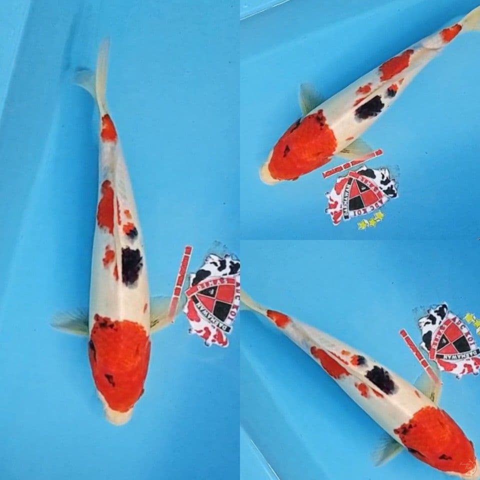 Sanke 30 cm