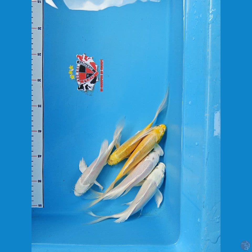 Paket Kumpay Slayer 15-20 cm
