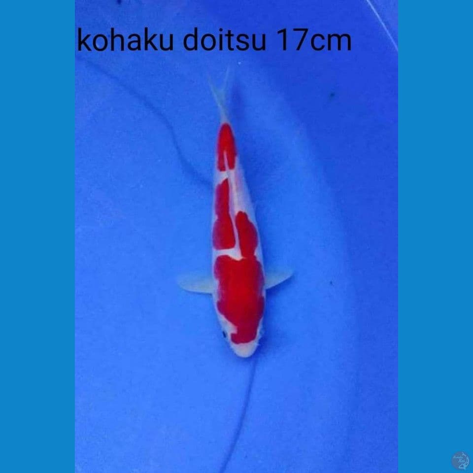 kohaku doitsu 17cm