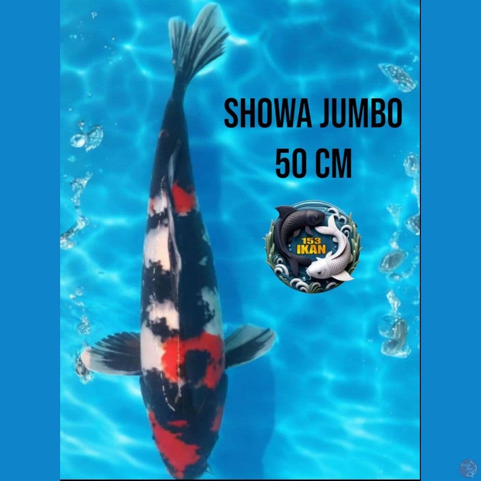 Showa Jumbo