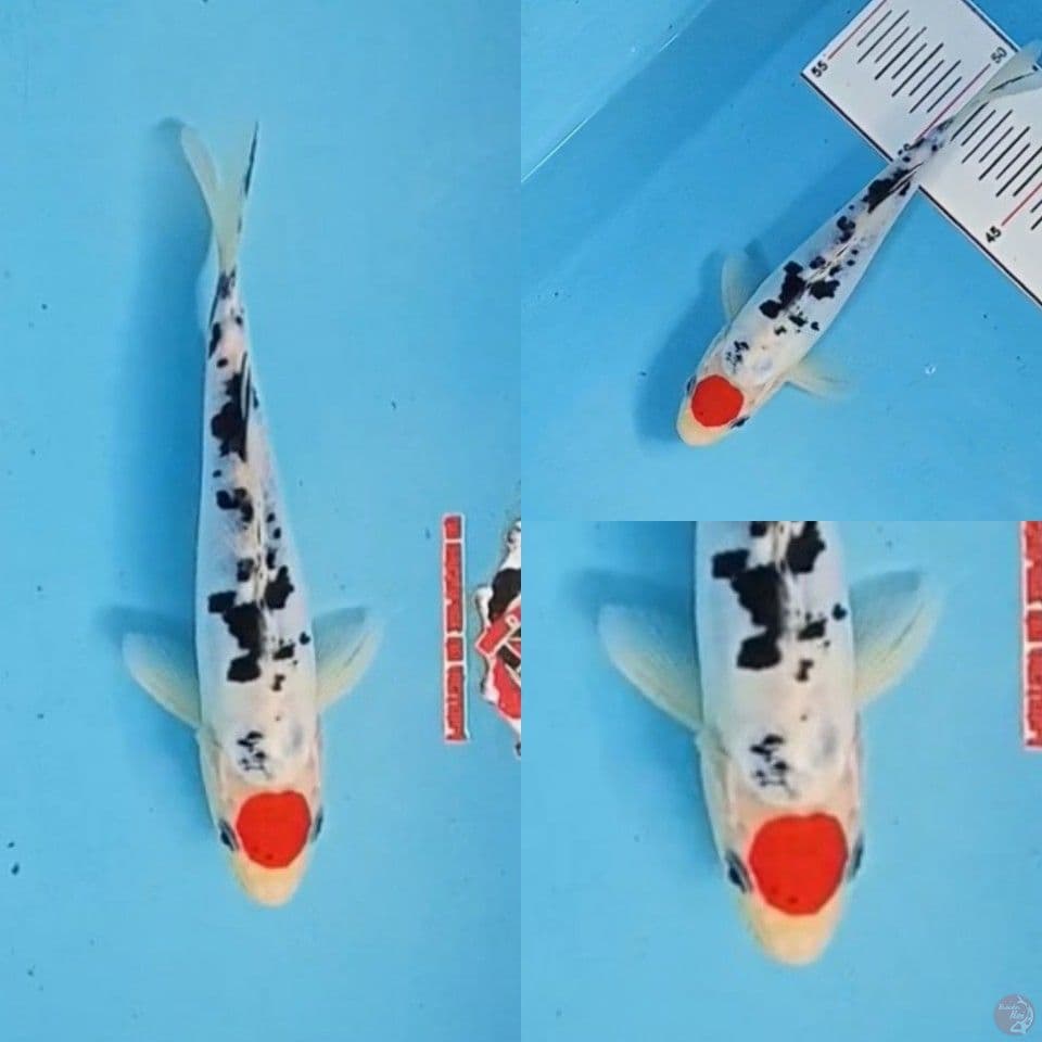 Tancho Showa Doitsu Tategoi 24 cm