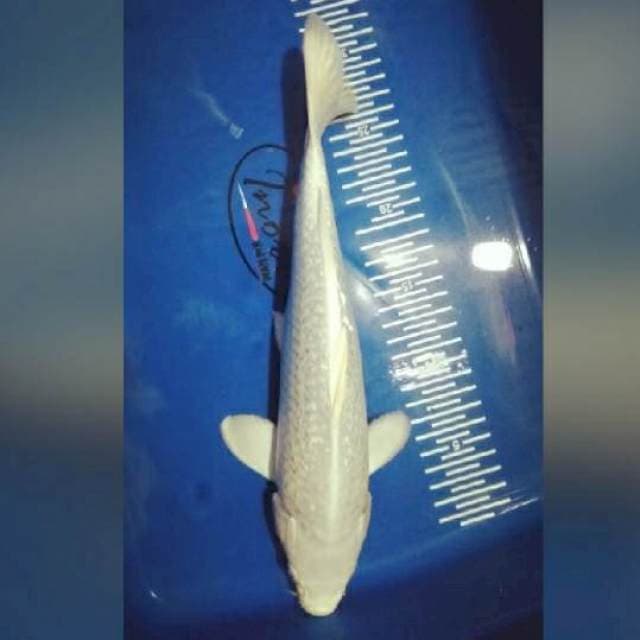 Platinum 26cm
