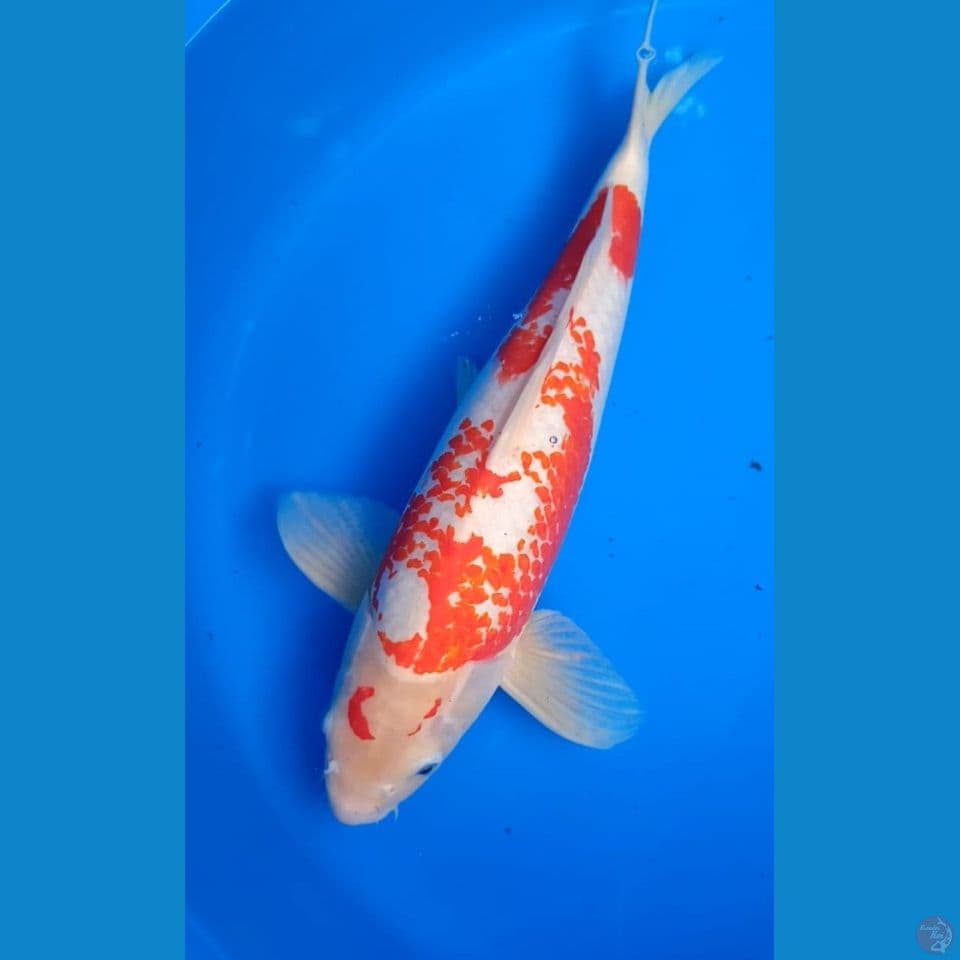 KOHAKU KANOKO JANTAN 41 CM