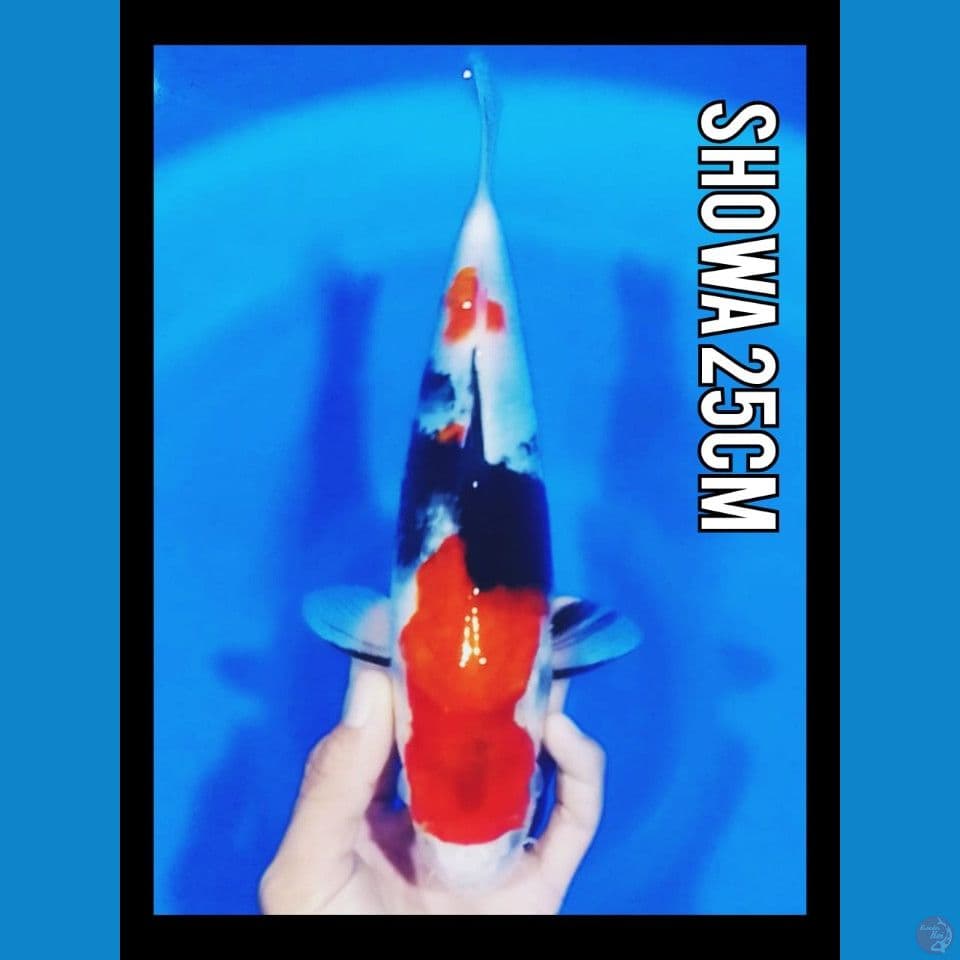 showa 25cm