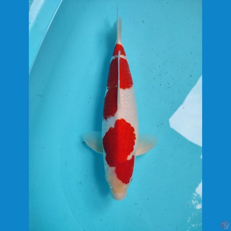 KOHAKU QUALITY