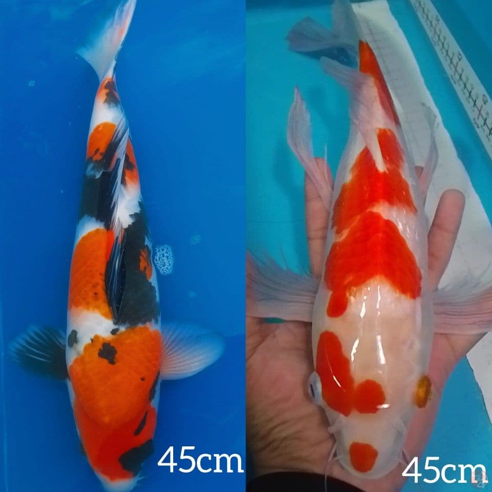 showa 45cm bonus kumpay kohaku 45cm