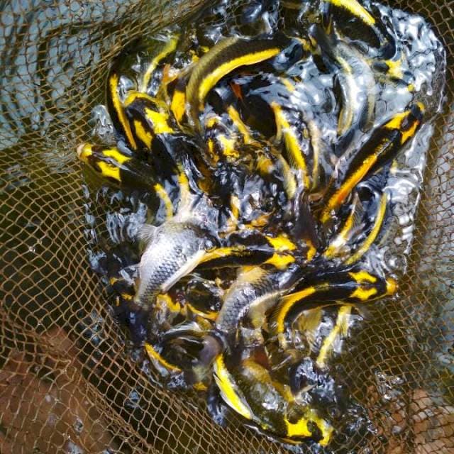 30 ekor Kabuto. ±13-16,5cm. Rata2 14,5cm.