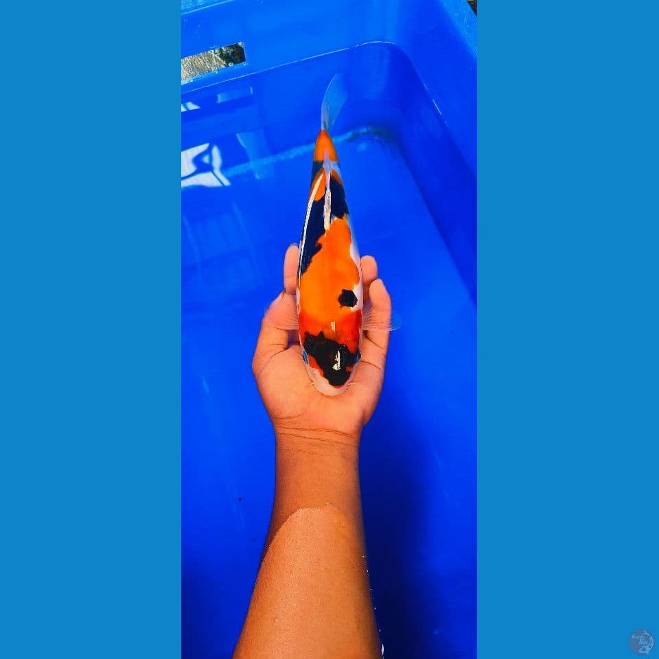 SHOWA DOITSU MURNI 29CM