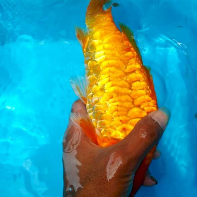 Aragoke beni. ±26cm. Antik