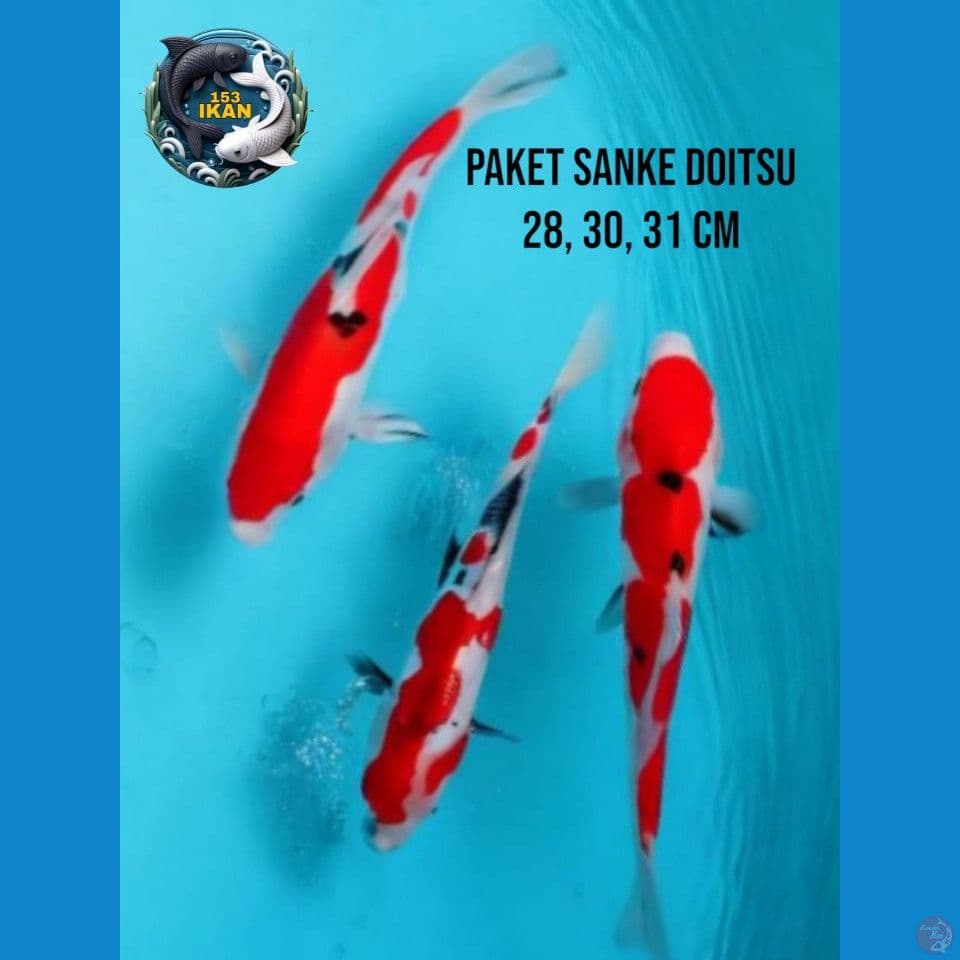 paket sanke doitsu