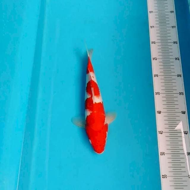 Aseli merah original 30bu
