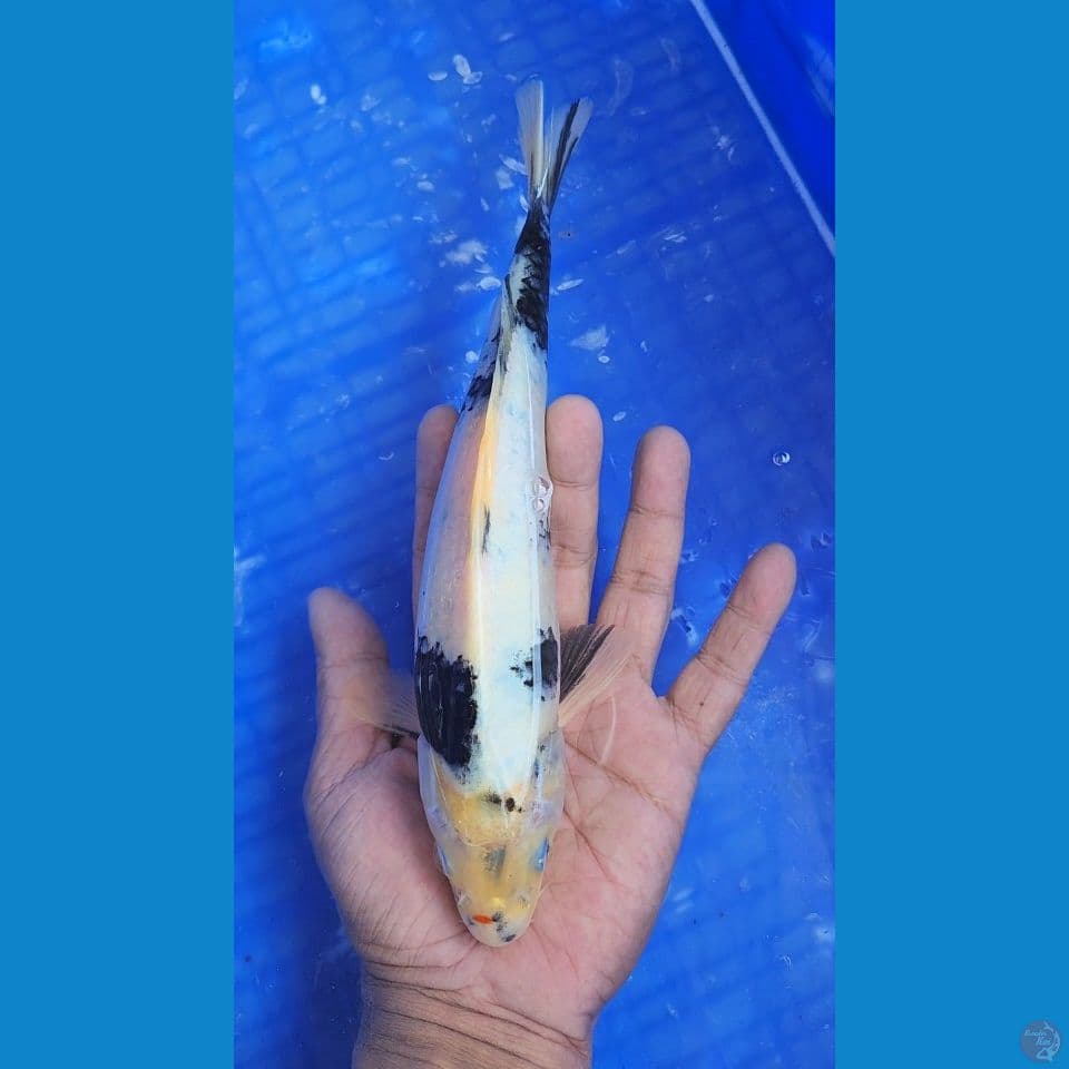 shiro 24cm