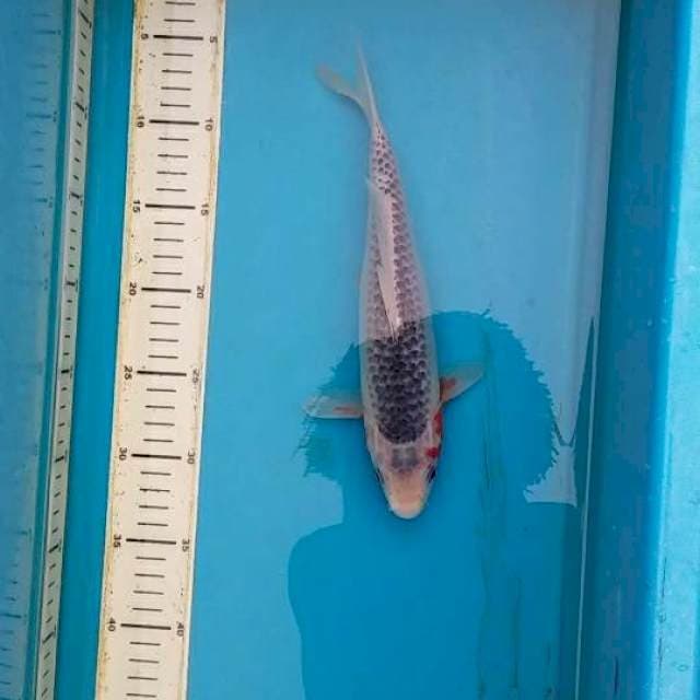 asagi 1 28cm