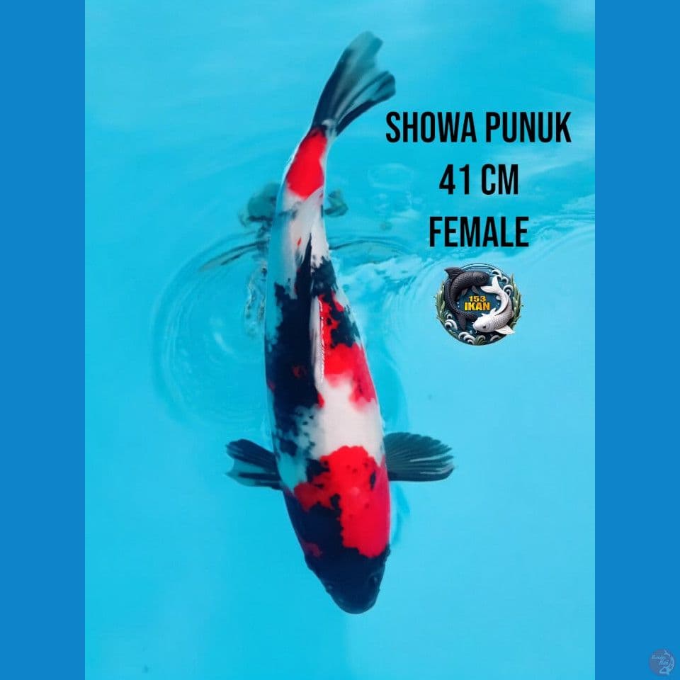 showa punuk bulky