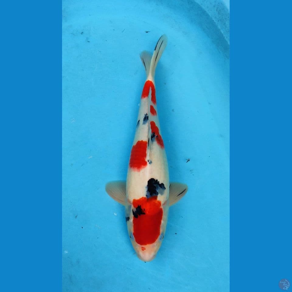 TAISO SANKE ±40cm hq