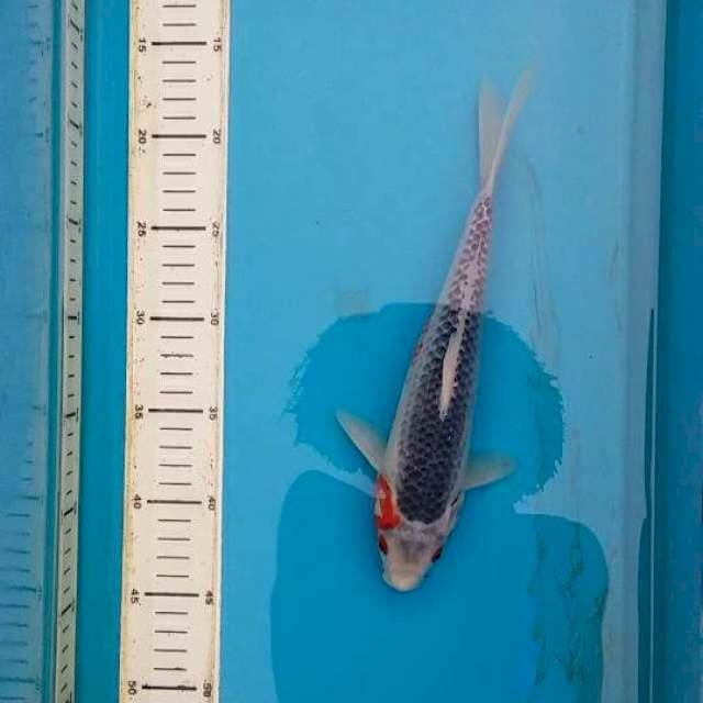 asagi 2 27cm