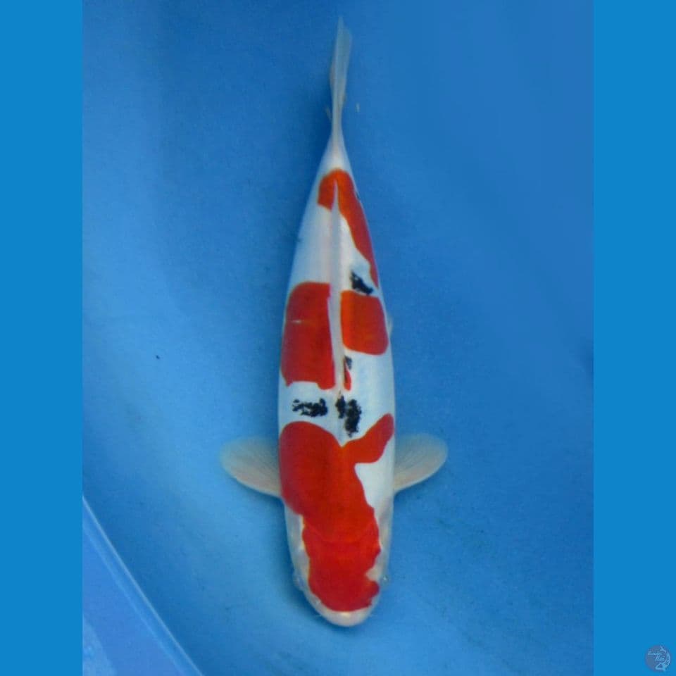 25cm male - Sanke Doitsu Murni SQ