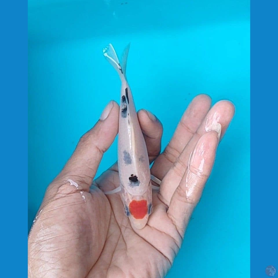 tanco sanke 12 cm