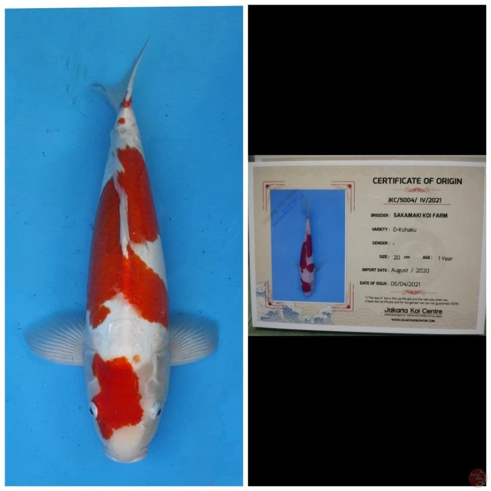 Sakamaki Kohaku