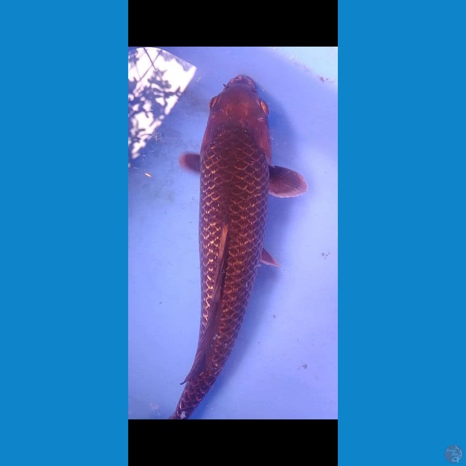 black cagoi ginrin