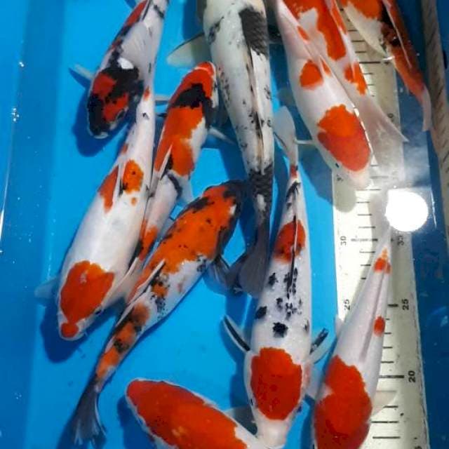 MIX KOI SHOWA SANKE KOHAKU SIZE 20 SAMPAI 30 CM