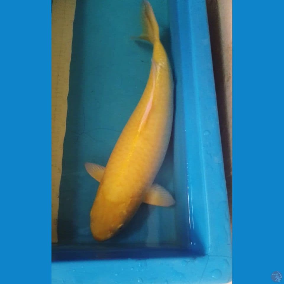 karasi jumbo 52cm