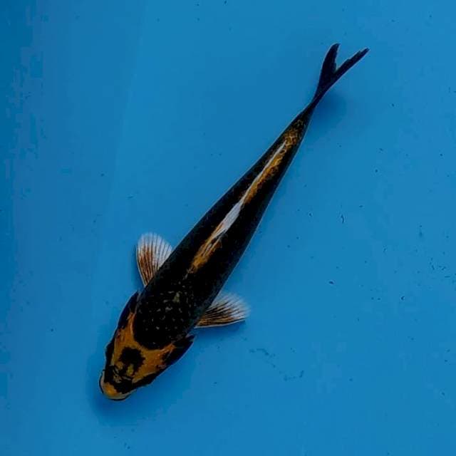 Kabuto 20 cm