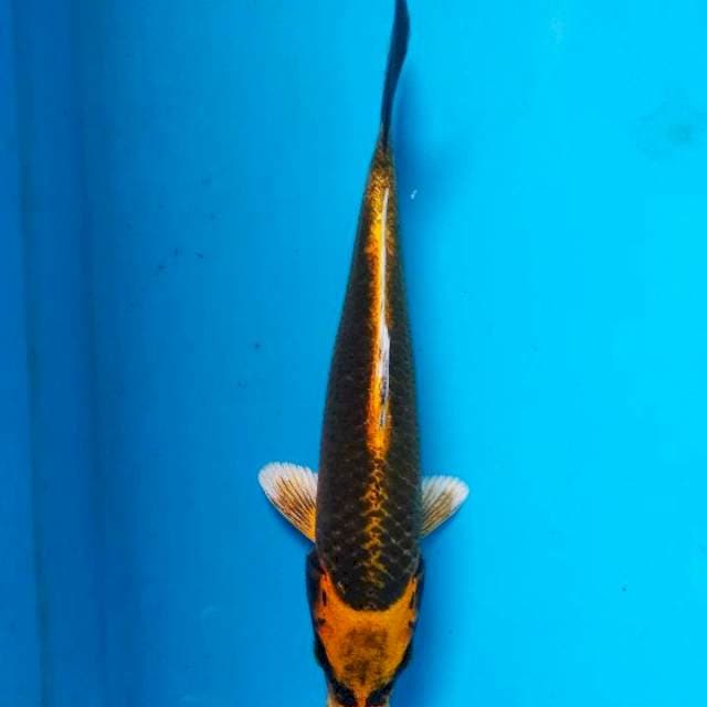 Kabuto*20cm