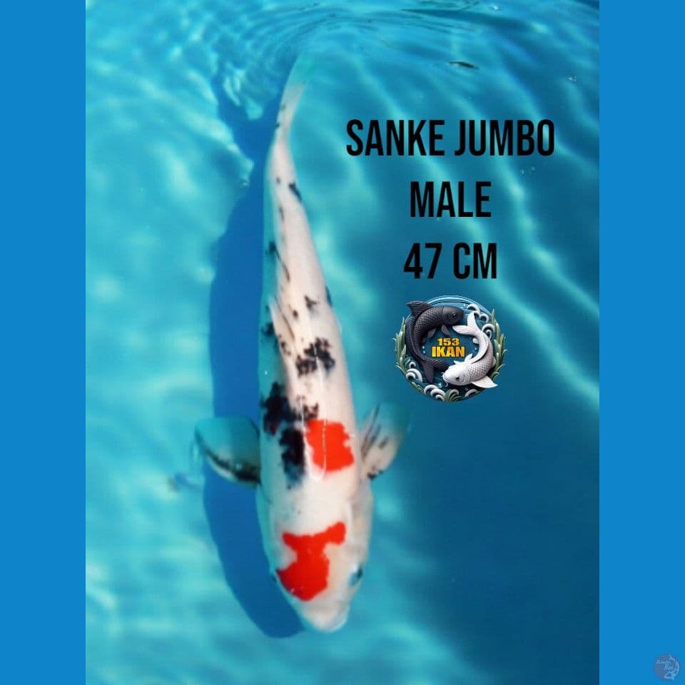 sanke jumbo