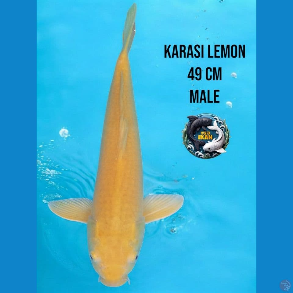 karasi lemon