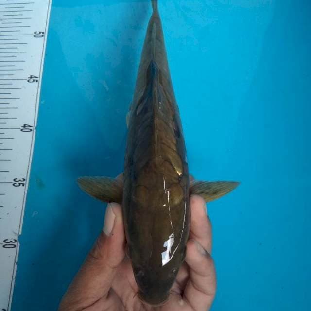 Karasu 28cm aragoke
