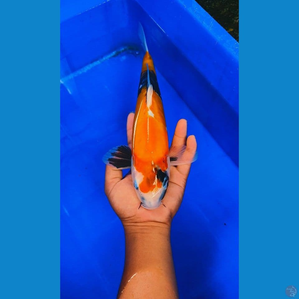 showa doitsu 34cm