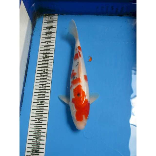 SANKE 33CM