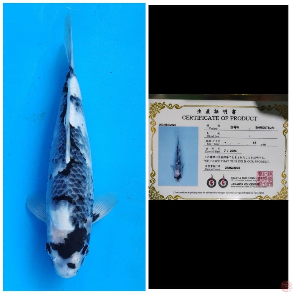 Ogata Shiro