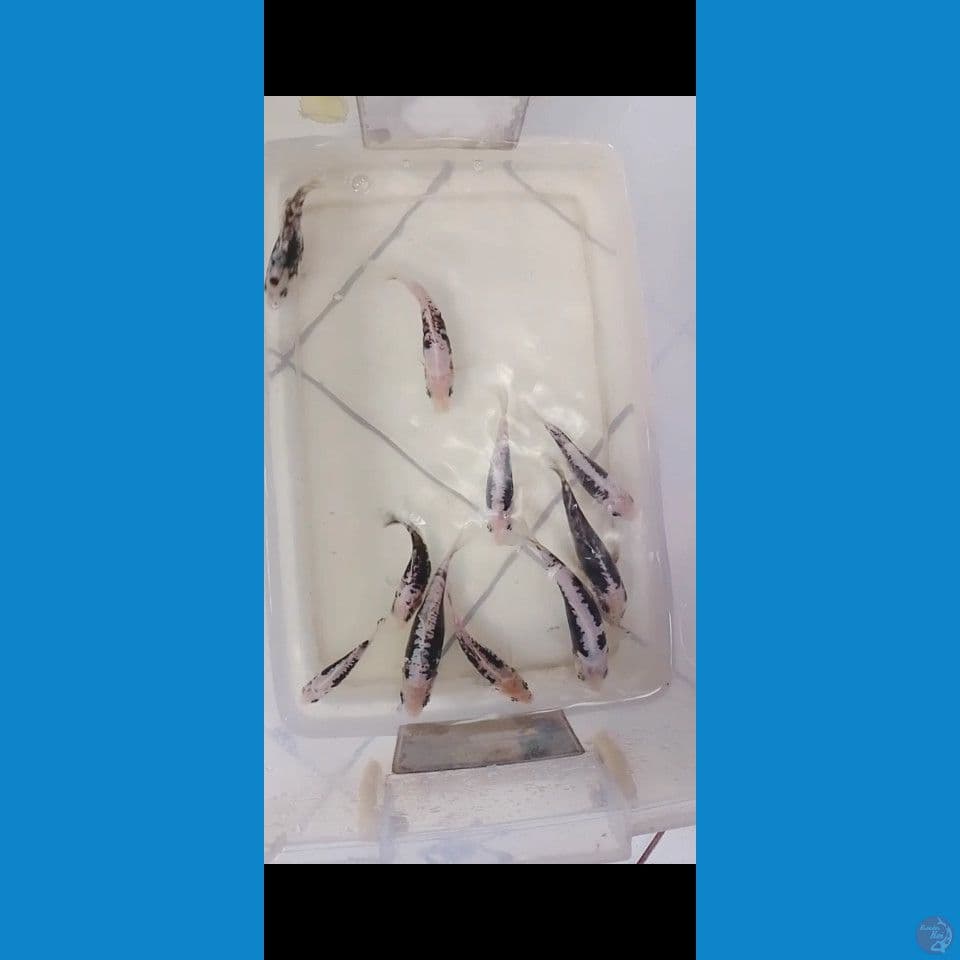 Minion kumonryu paket 10 ekor