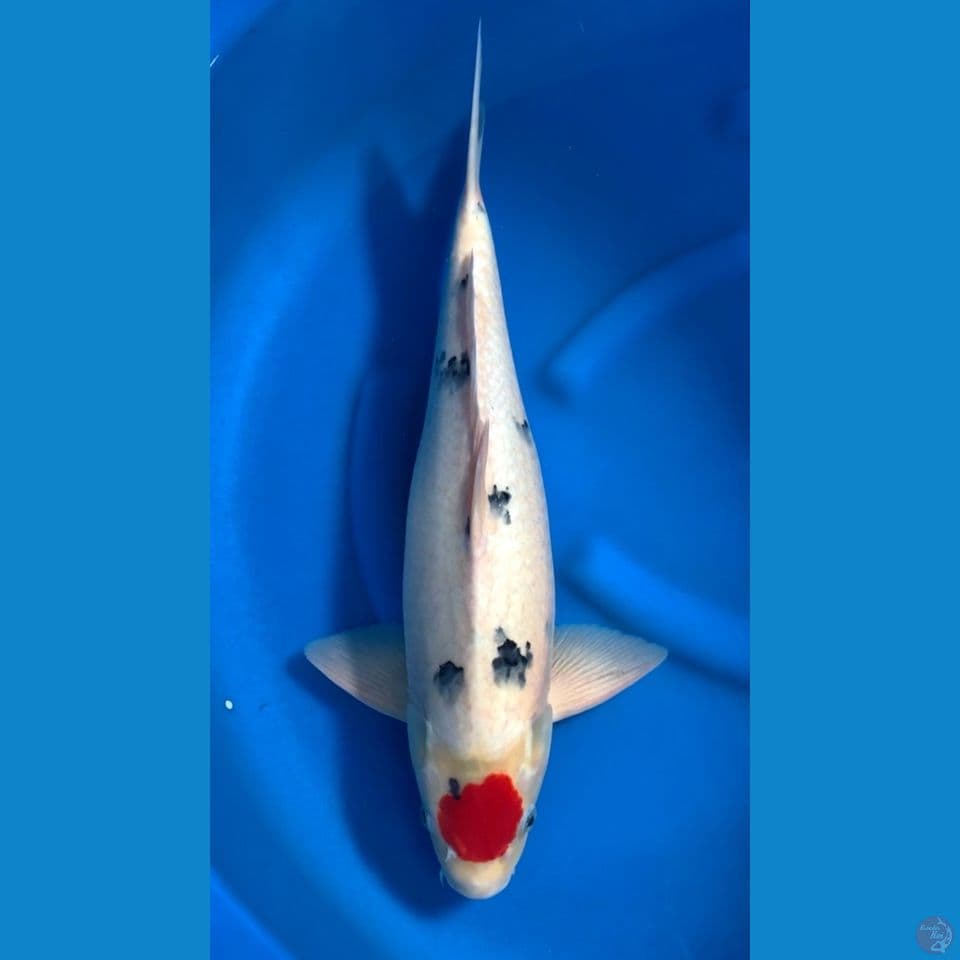 tanco sanke 50cm