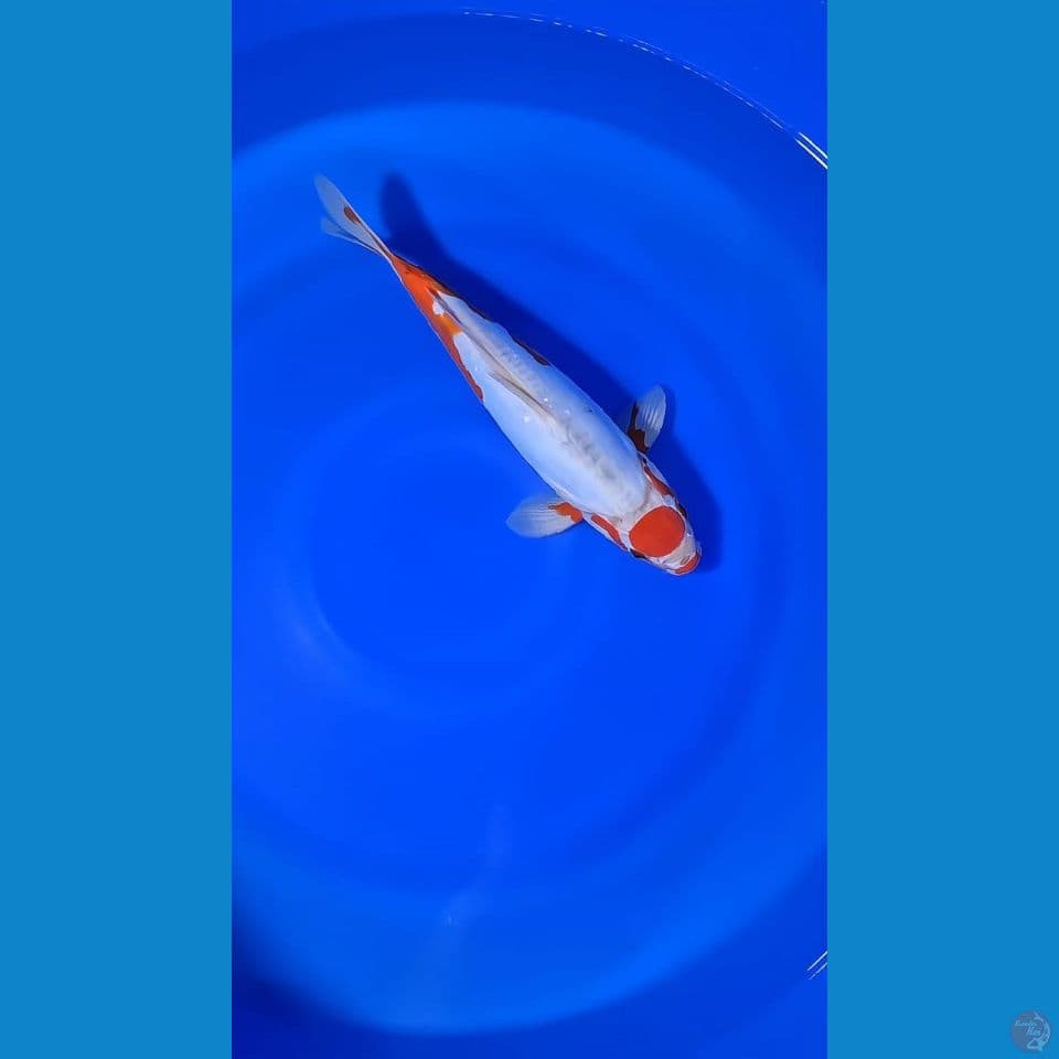 TANCO KOSUI 33CM READY