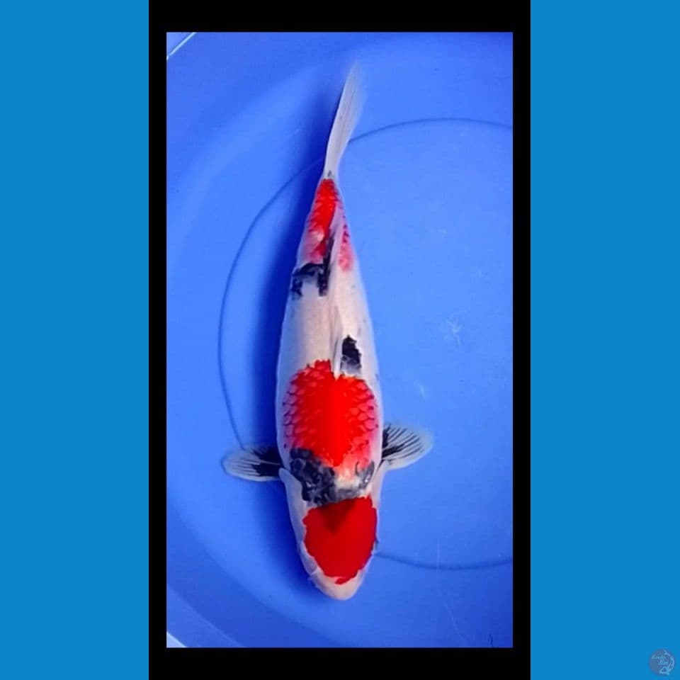 showa setep 3 40cm