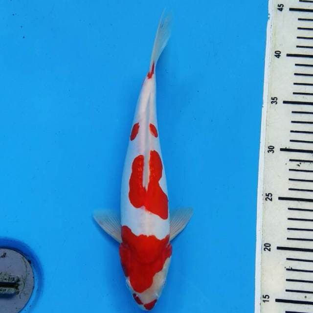 KOHAKU DOITSU YONDAN KUCIBENI