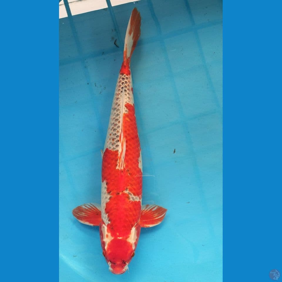 Kujaku Male Jumbo size 59