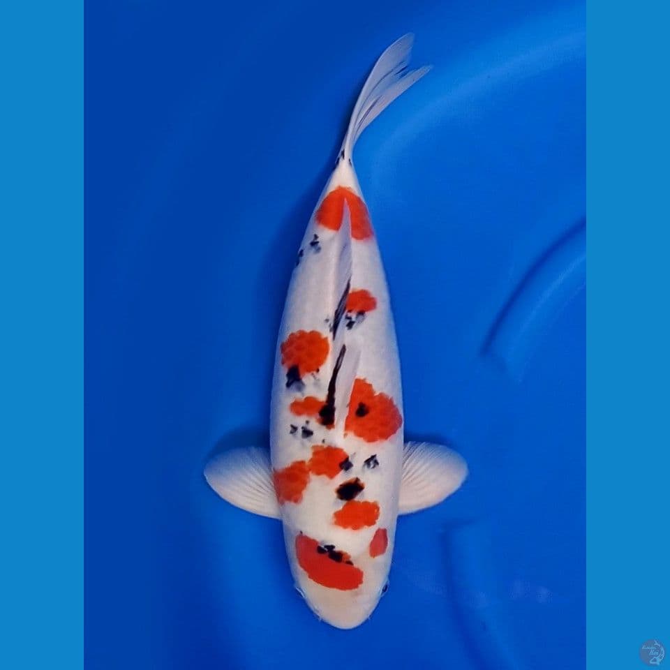 52cm , Jumbo Male Sanke