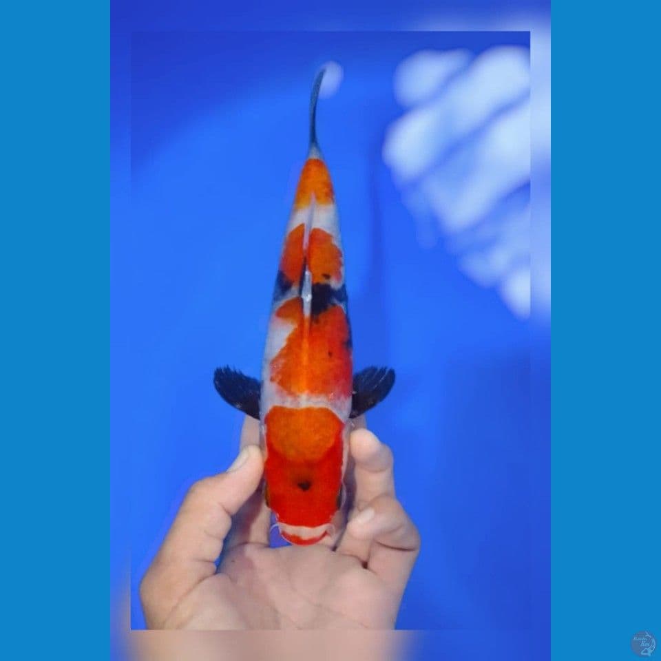 showa tategoi 23cm