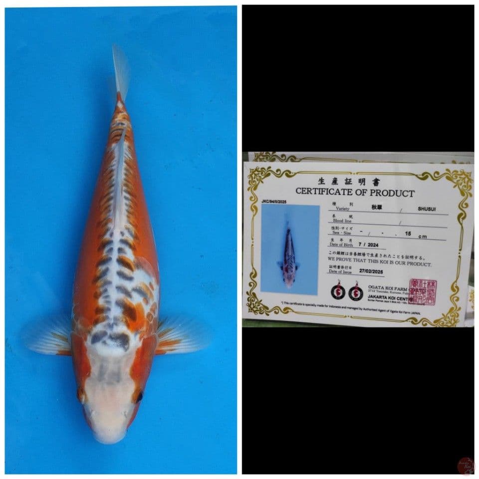 Ogata Shusui