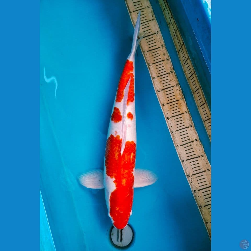 65cm Male Kohaku