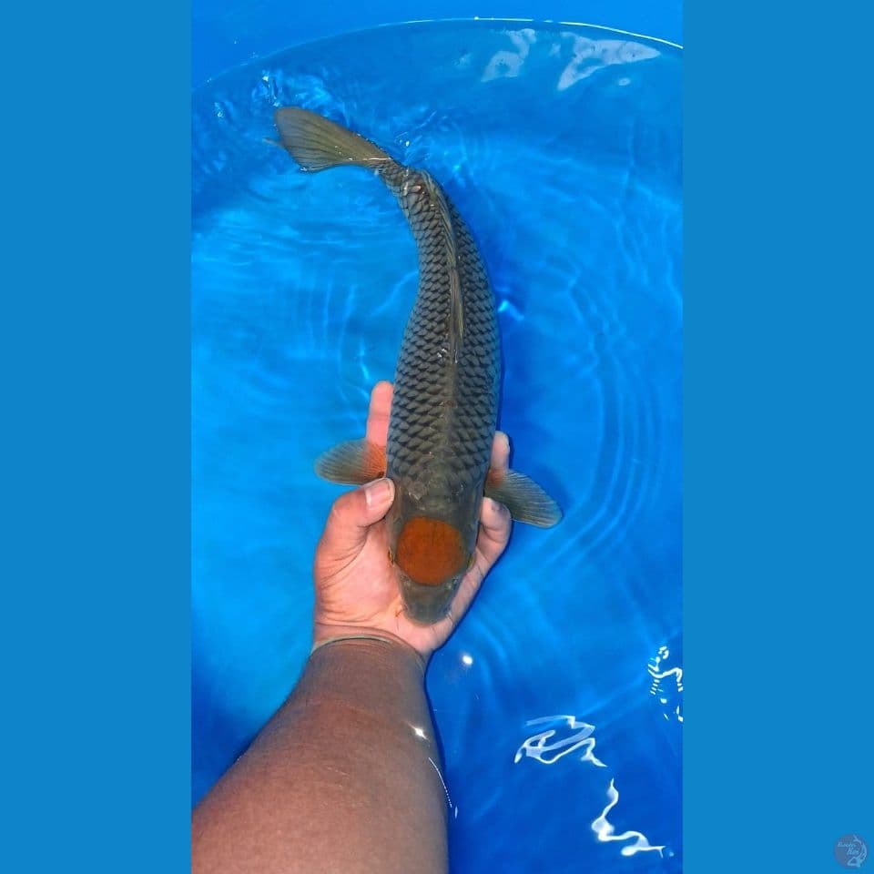 tanco ochiba 35cm male
