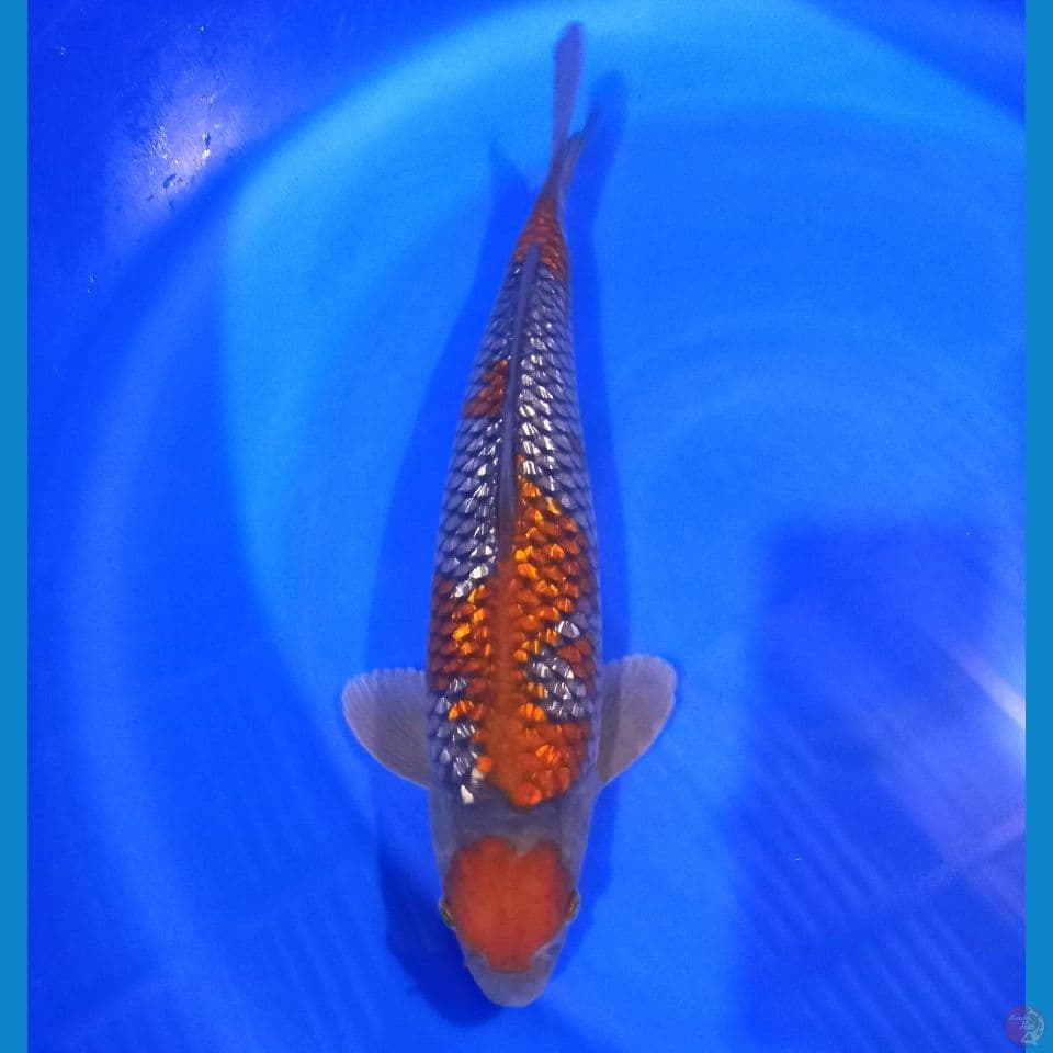 OCHIBA GINRIN 39CM MALE