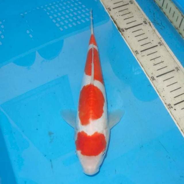 KOHAKU HQ