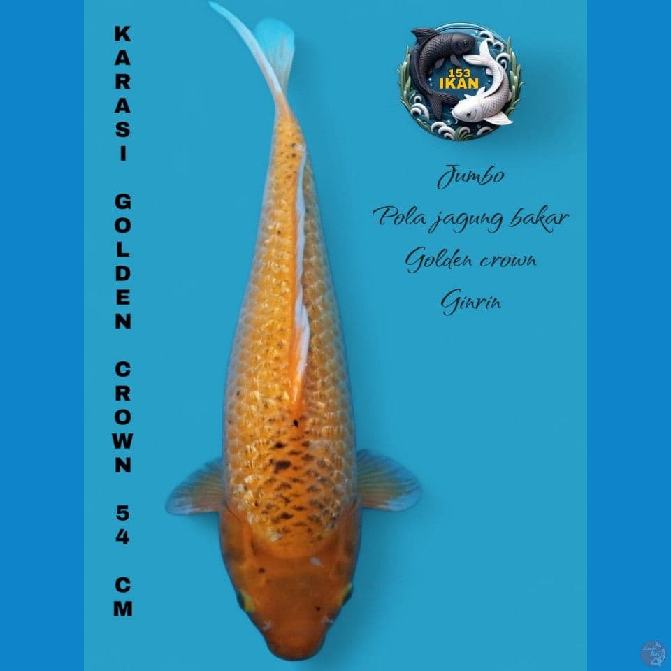 Karasi jagung 54 cm
